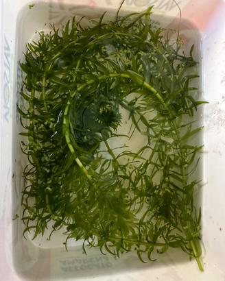 Egeria densa