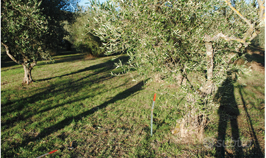 Terreno agricolo -Uliveto-