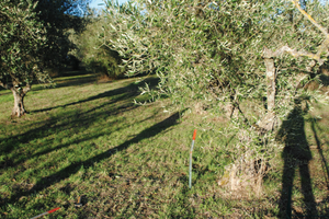 Terreno agricolo -Uliveto-