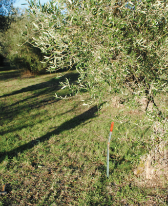 Terreno agricolo -Uliveto-