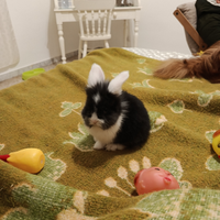 Do coniglietto di due mesi