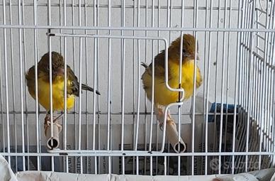 Coppia di Canarini spagnoli novelli