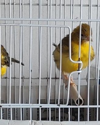 Coppia di Canarini spagnoli novelli