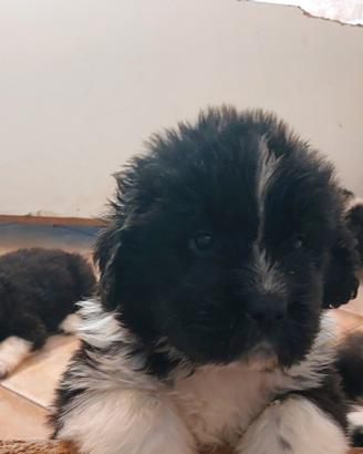 Cuccioli di terranova giganti