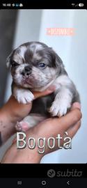 bulldog francese esotico