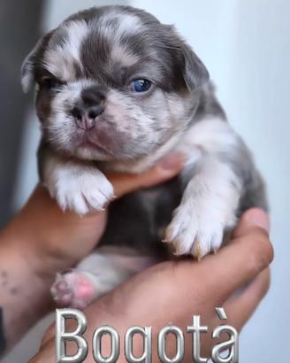 bulldog francese esotico