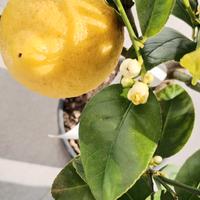 pianta limone zagara bianca 