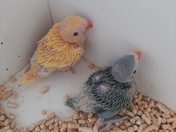 Piccoli parrocchetti