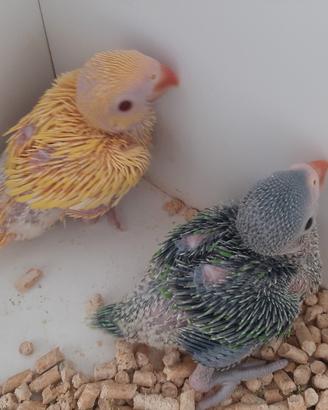 Piccoli parrocchetti