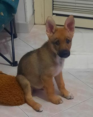Lupo cecoslovacco 