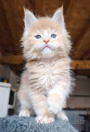Maine coon