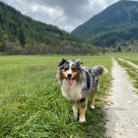 Maschio Pastore Australiano Australian Shepherd