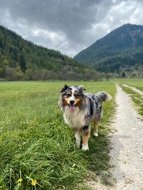 Maschio Pastore Australiano Australian Shepherd