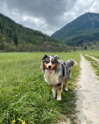 Maschio Pastore Australiano Australian Shepherd