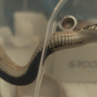 Serpente nasicus ( muso di porco)