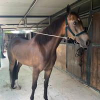 Quarter Horse anni 5