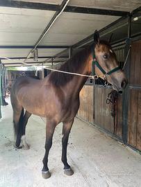 Quarter Horse anni 5