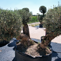 Olivo PON PON Esemplari