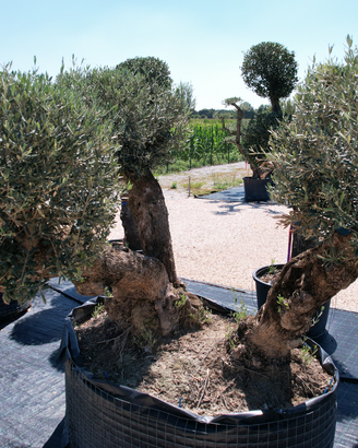 Olivo PON PON Esemplari