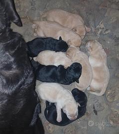 Cuccioli di labrador
