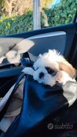 Shih-tzu
