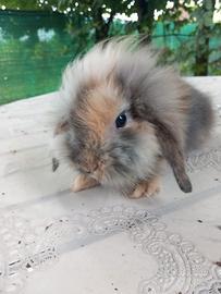 Conigli nani ariete fuzzy lop