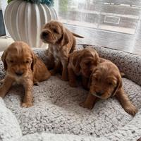 Cuccioli cocker spaniel