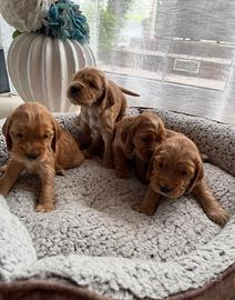 Cuccioli cocker spaniel