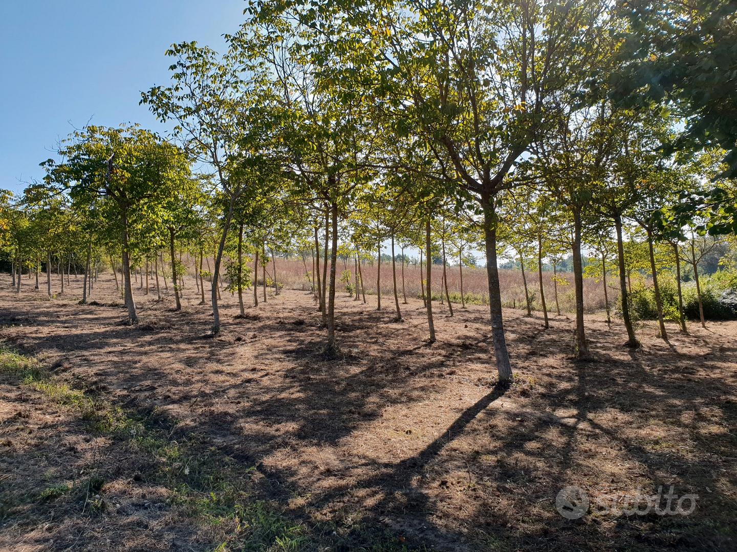 Terreno seminativo arboreo - View 2