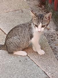 Gattini meticci