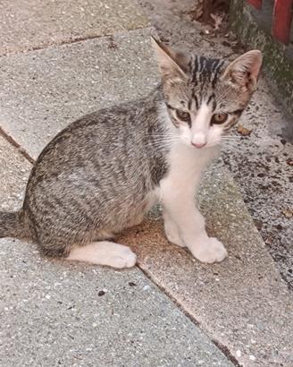 Gattini meticci
