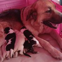Regalasi cuccioli