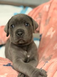 Cane corso