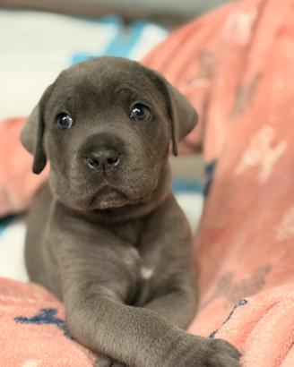 Cane corso