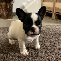 Cuccioli di bulldog francese