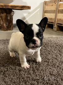 Cuccioli di bulldog francese