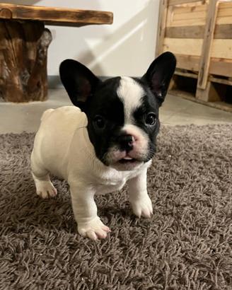 Cuccioli di bulldog francese