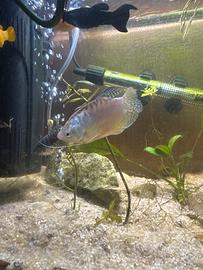 Pesce d'acquario gurami
