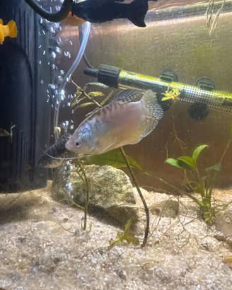 Pesce d'acquario gurami