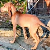 Disponibilità di cucciolo di segugio italiano