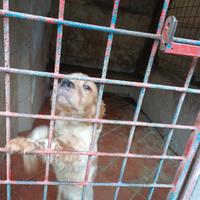 Setter inglese