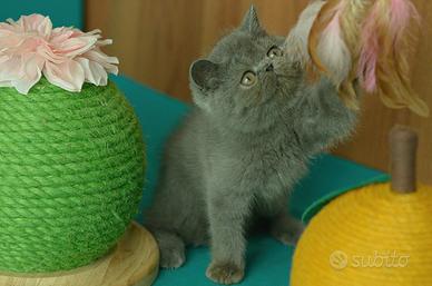 Cucciolo Blu di gatti exotic Shorthair