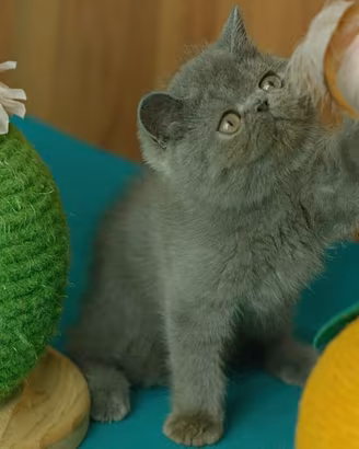 Cucciolo Blu di gatti exotic Shorthair