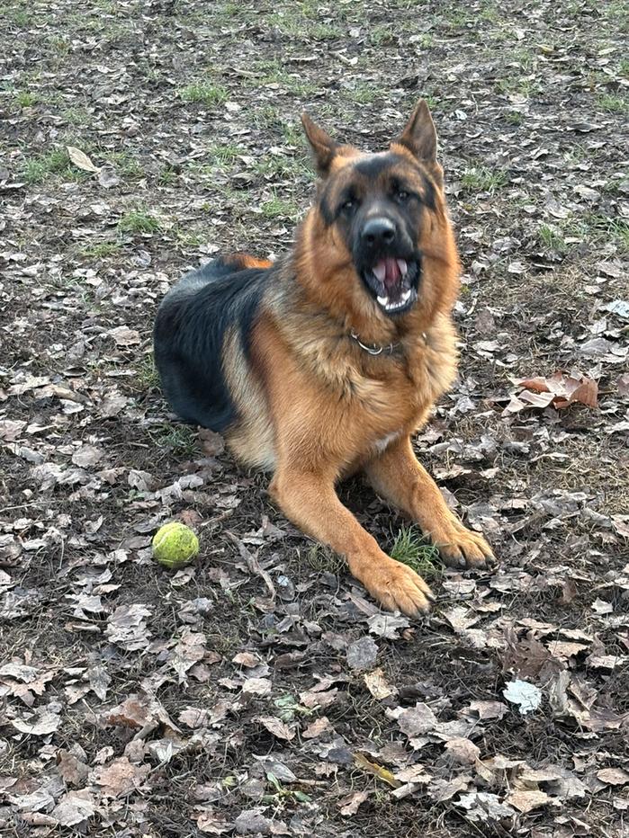 Due cani Pastore Tedesco al cimitero di Passo Corese – Tesori a quattro