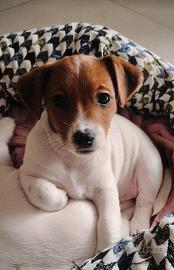 Jack Russell Terrier