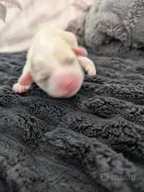 Cuccioli di Maltipoo