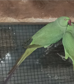 Parrocchetti dal collare