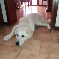 Pastore meticcio cerca famiglia