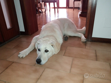 Pastore meticcio cerca famiglia