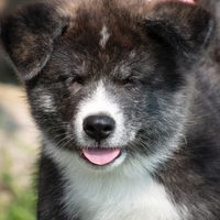 Akita inu